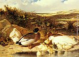 Spaniel Flushing Mallard Paintings - Mallard Ducks and Ducklings on a River Bank by John Frederick Herring Snr
